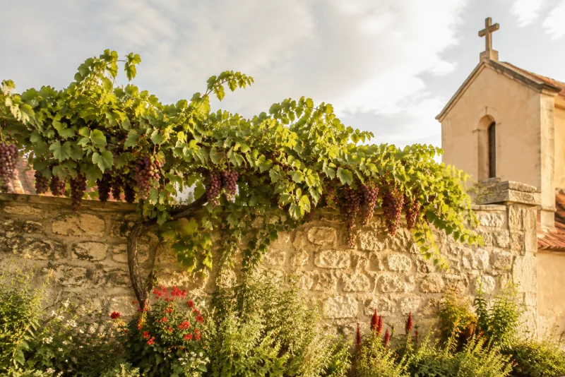 A leafy grapevine laden with ripe grapes spreads across a sunlit stone garden wall beside a small church.